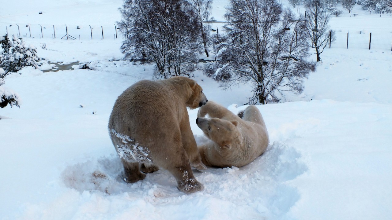 The animals certainly seem to be enjoying the snow at the Highland Wildlife Park