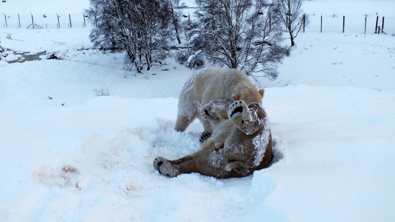 The animals certainly seem to be enjoying the snow at the Highland Wildlife Park