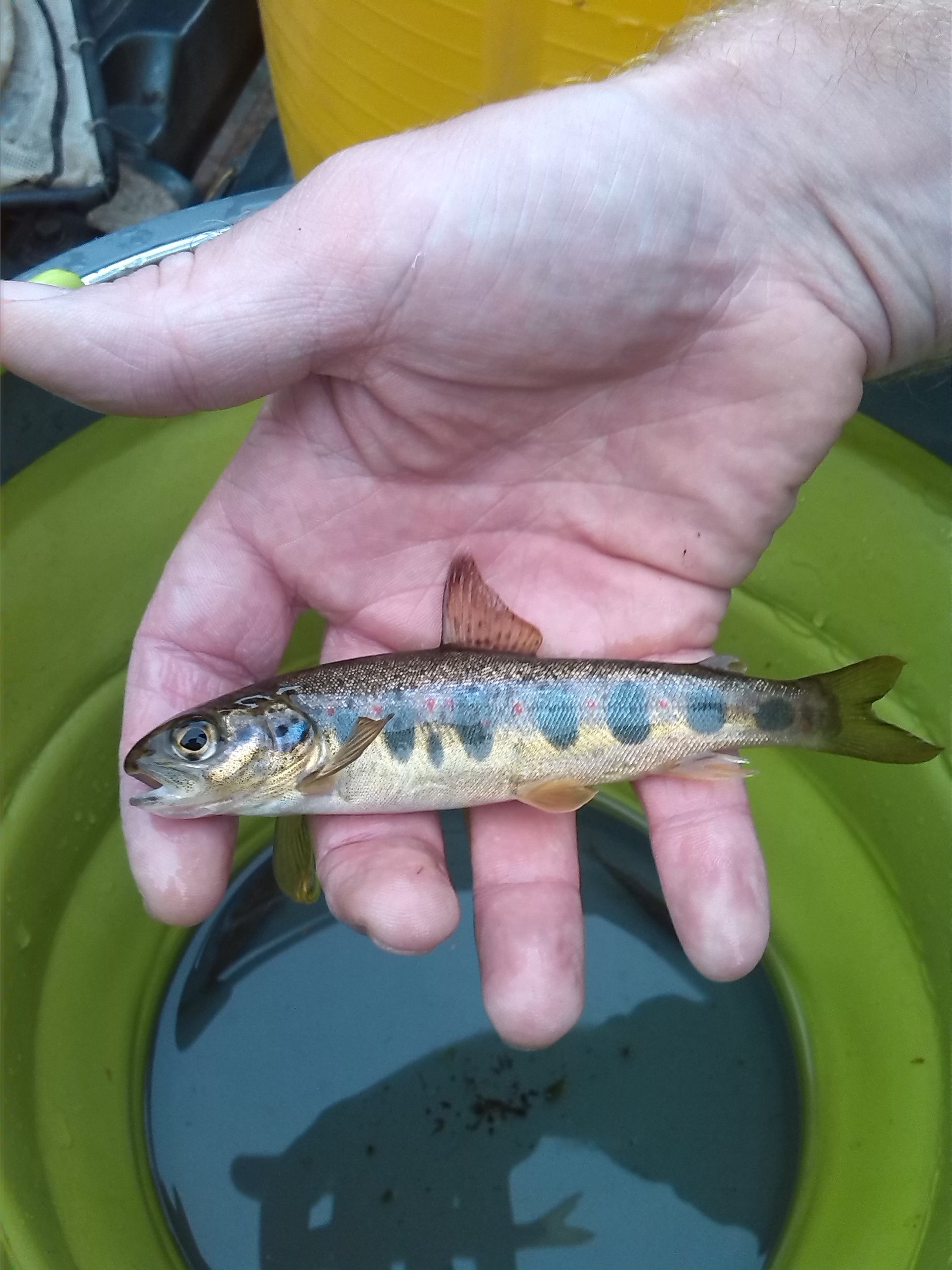 A typical Ness system juvenile salmon