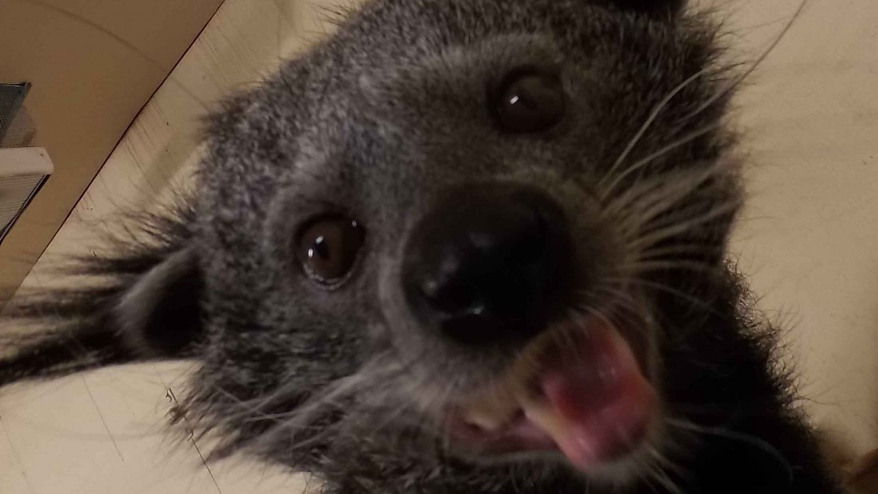 A binturong strikes a pose