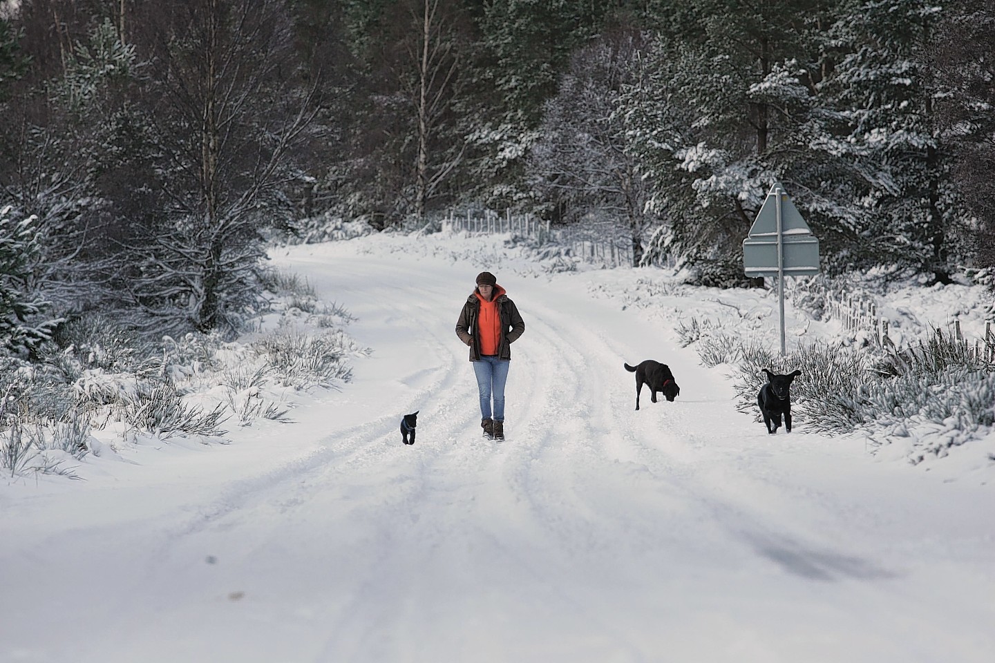 A woman walks her dogs in the snow