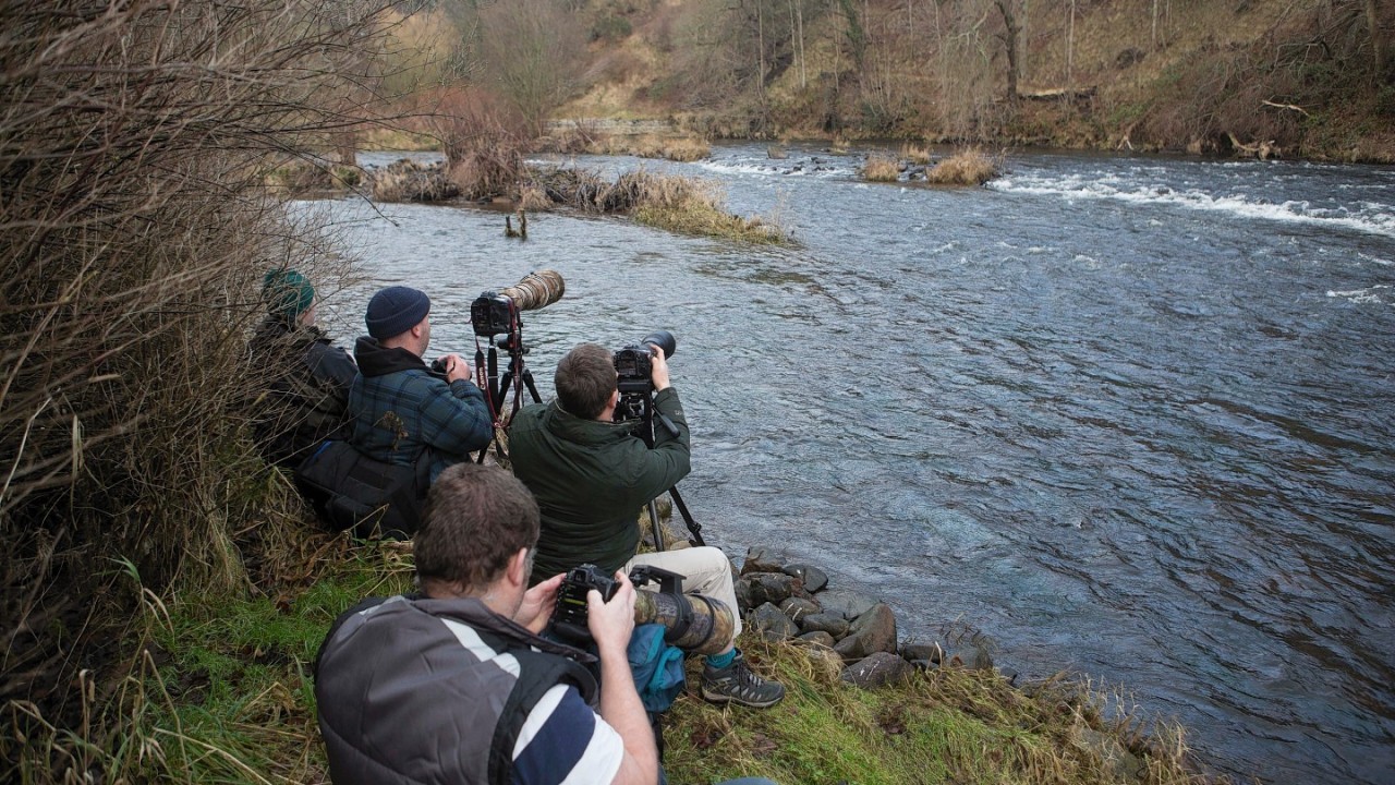 Birdwatchers flock to the Don to try and catch a glimpse of the bird