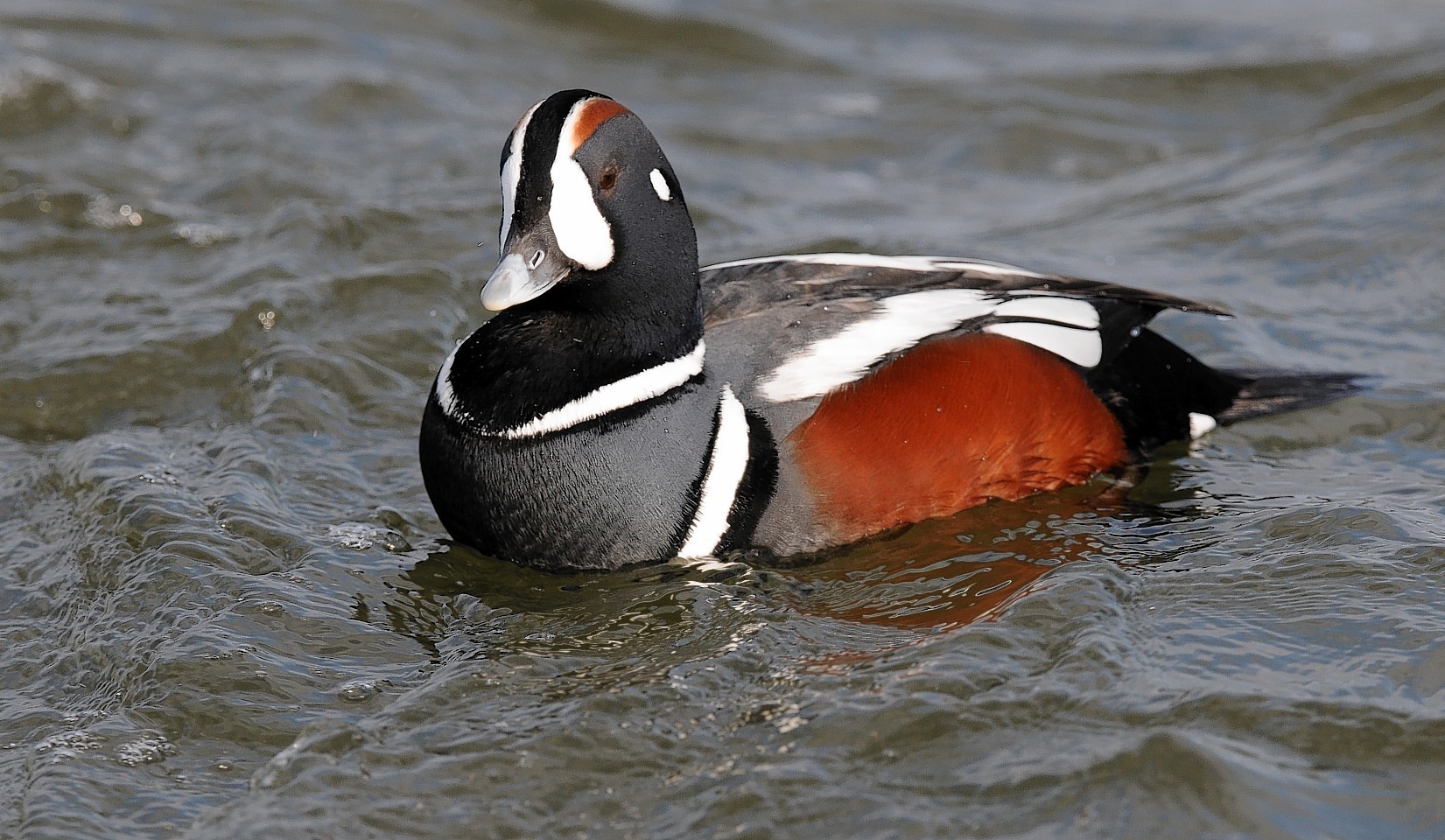 A picture of Harlequin duck from the last time one was seen in the north east several years ago