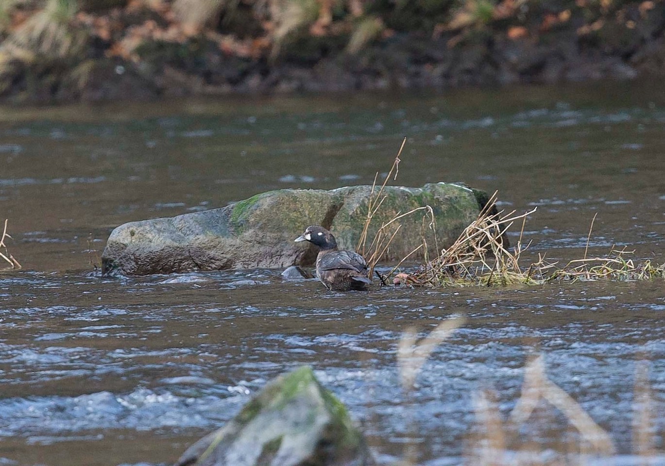 The Harlequin Duck was spotted in the River Don estuary over the weekend