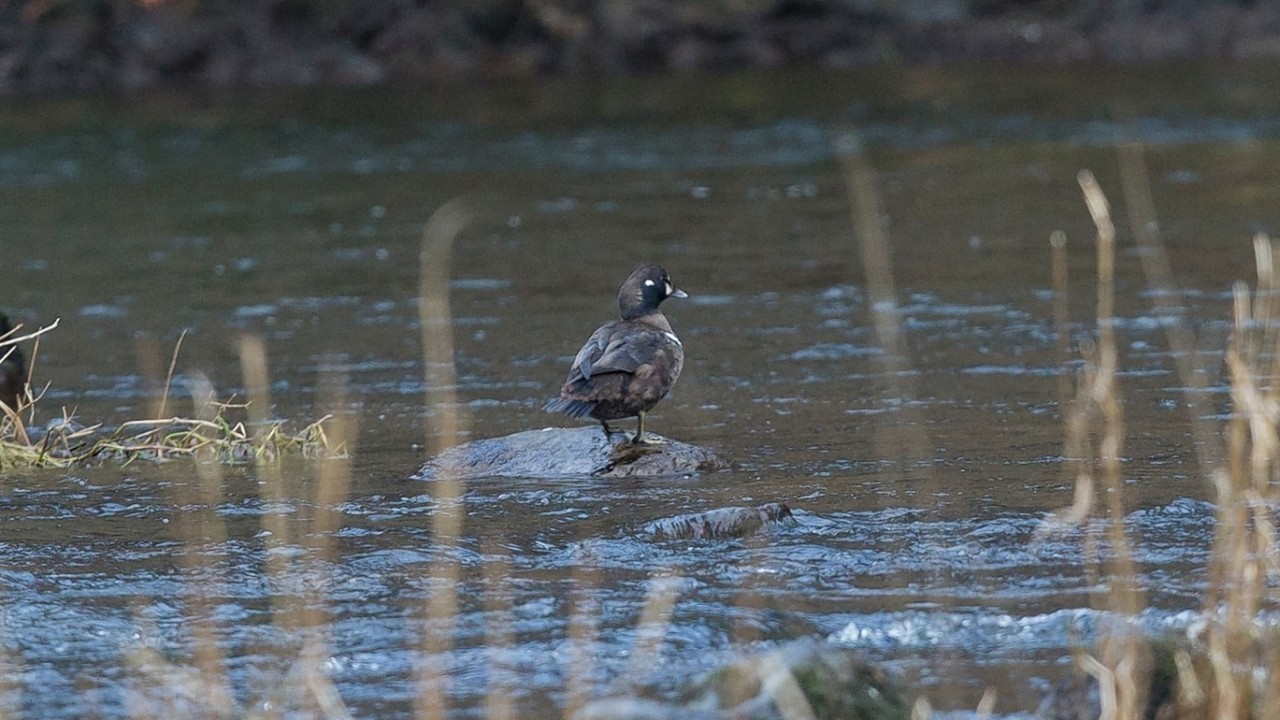 The Harlequin Duck was spotted in the River Don estuary over the weekend