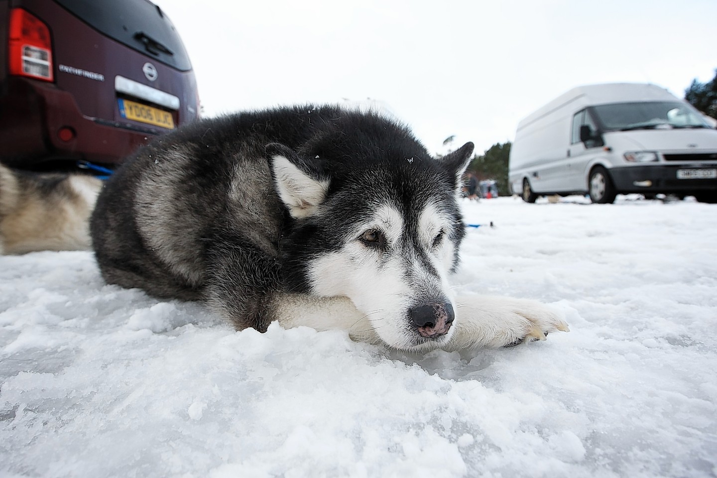 Huskies sit and wait for conditions to improve to allow the race to go on