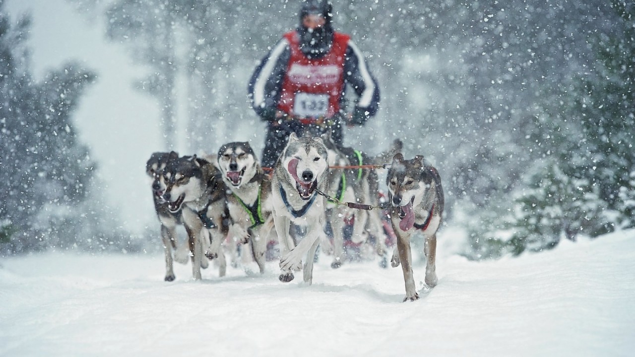 Huskies racing in earlier stages of the race