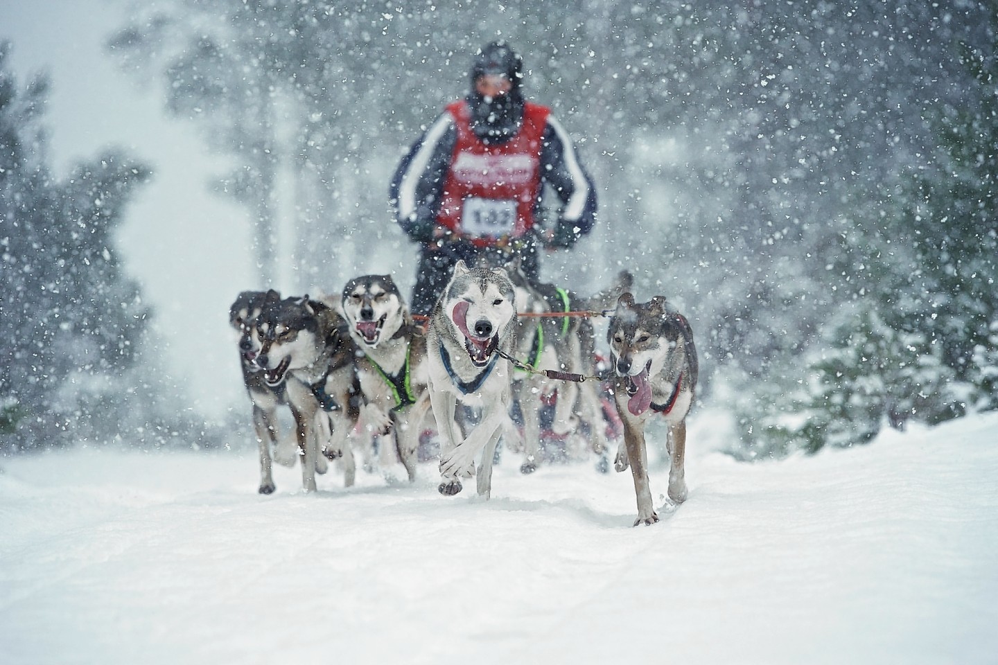 Huskies racing in earlier stages of the race