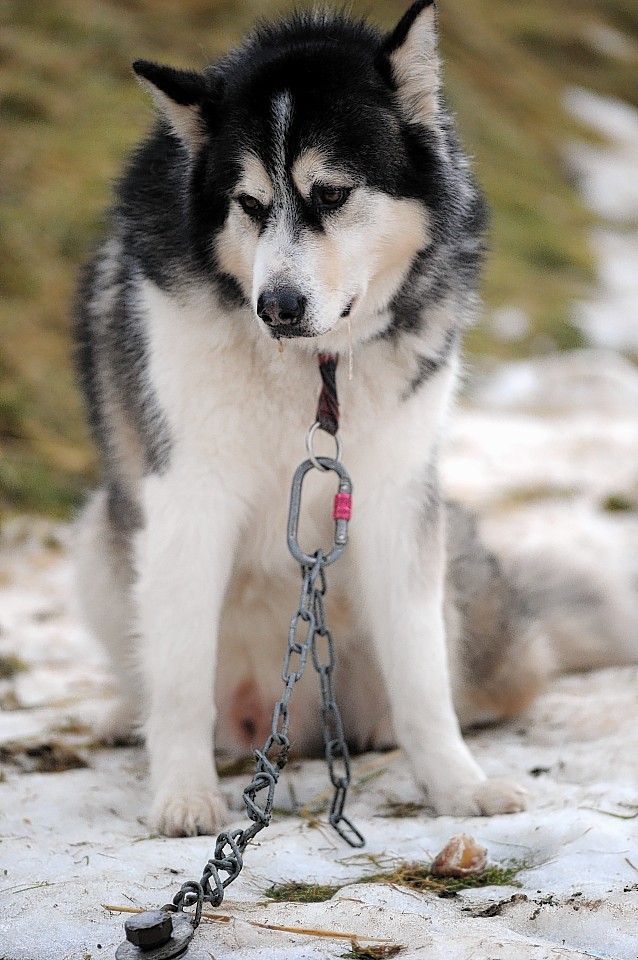 Huskies sit and wait for conditions to improve to allow the race to go on