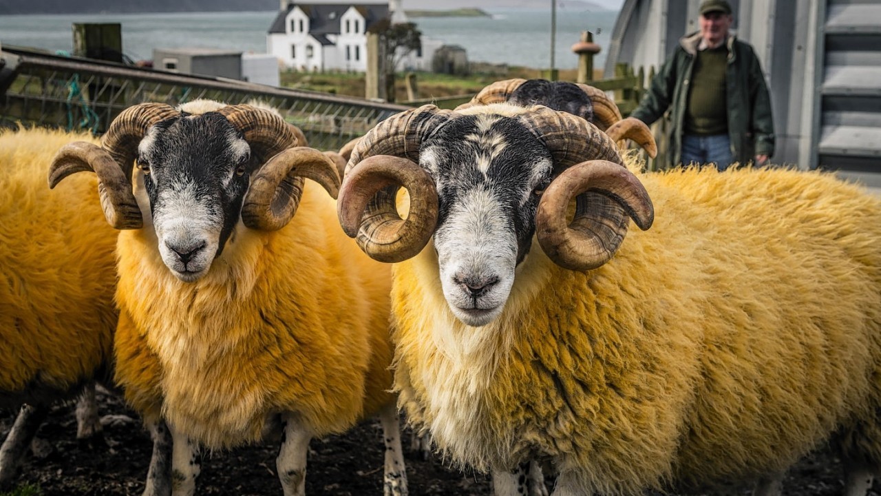 Sheep stained the colour of Irn Bru as a result of dipping. Part of the flock owner by Alastair MacDonald, a sheep farmer on North Harris