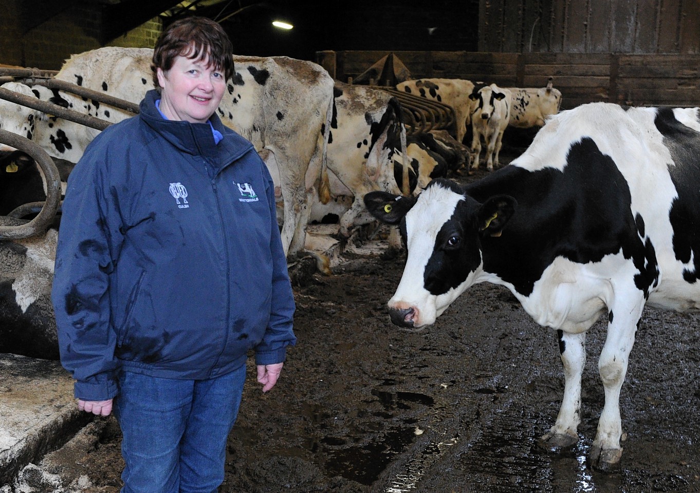 Jean McLean with her cows