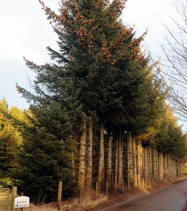 Legal action is being taken over the 65ft-high tree belt