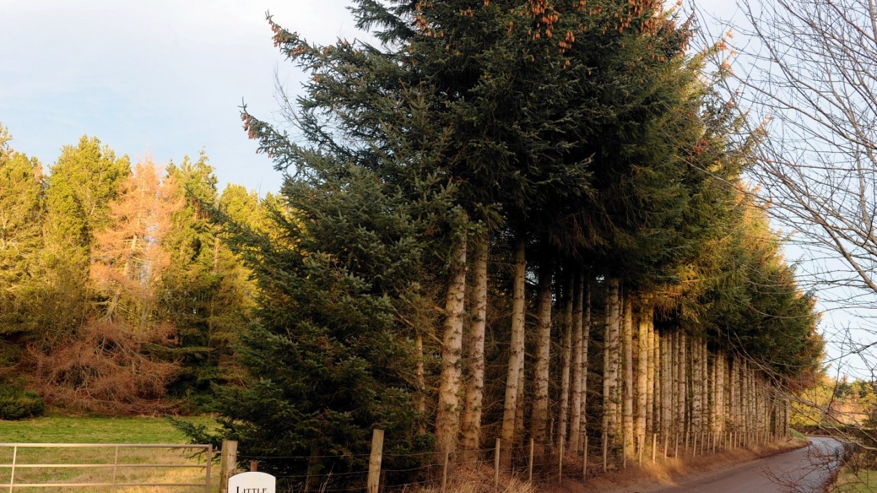 Legal action is being taken over the 65ft-high tree belt