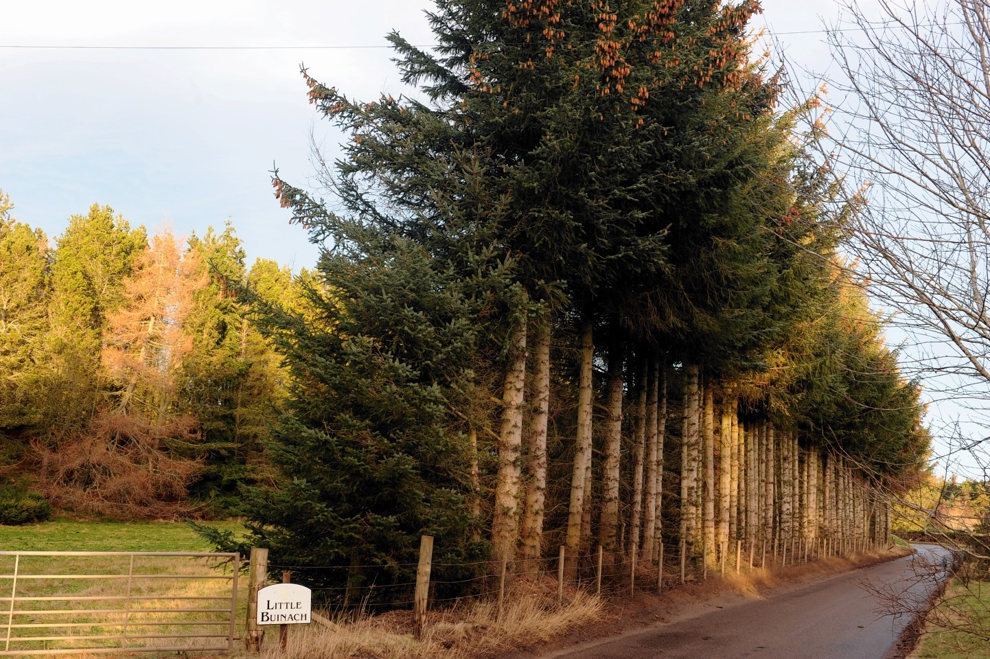 Legal action is being taken over the 65ft-high tree belt