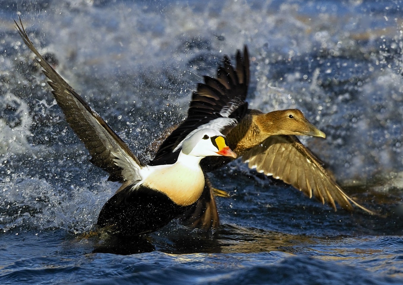 The King Eider is only spotted in the UK a handful of times each year
