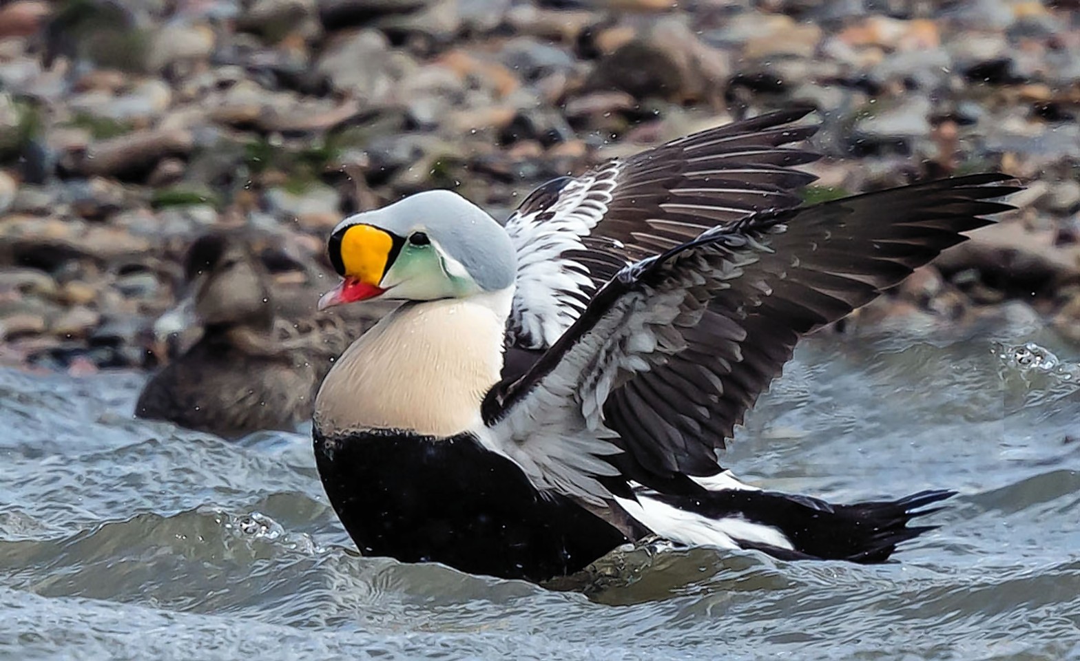 The King Eider was spotted off St Combs on Wednesday