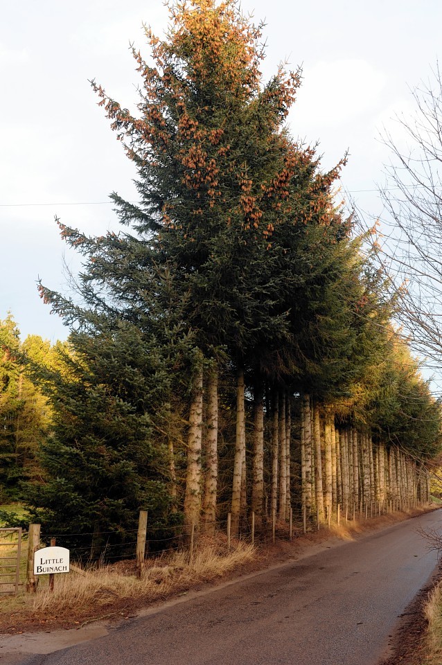 The overgrown hedge at Little Buinach, Kellas