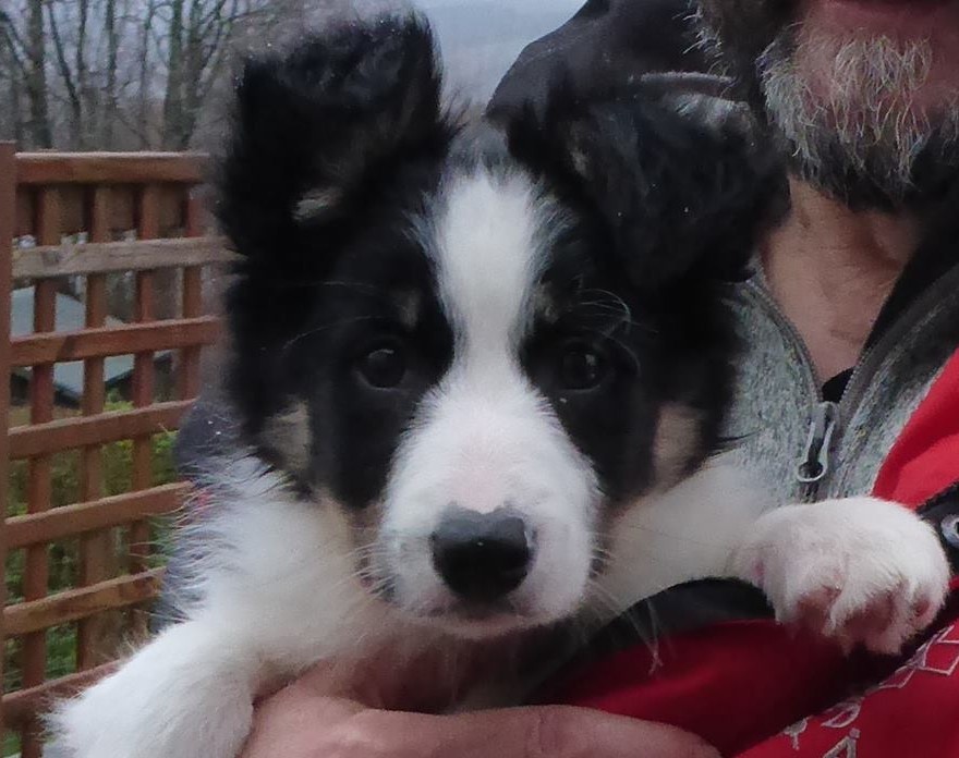 11-week-old Meagaidh is being trained as a search dog