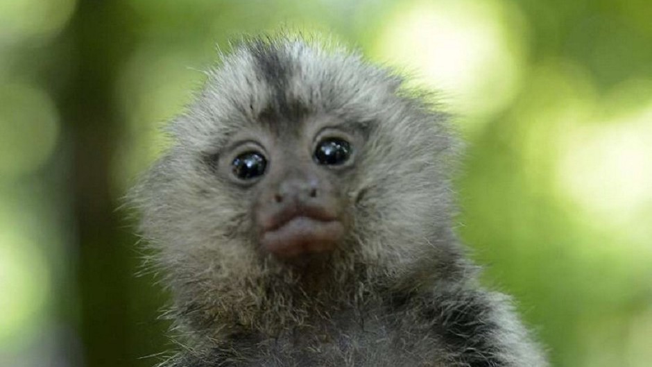 A marmoset monkey, similar to the two taken from a garden in Nairn (Police Scotland/PA)