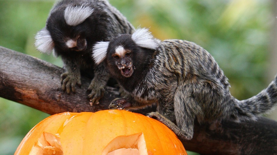 Although the stolen marmosets were bred as domestic pets, they should be considered wild animals