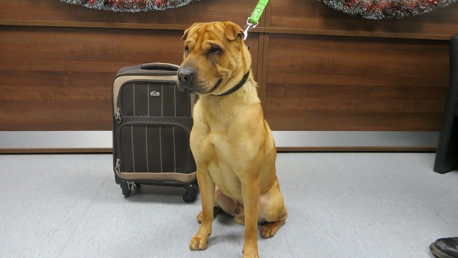 Kai was found with a suitcase full of his belongings (Scottish SPCA/PA)