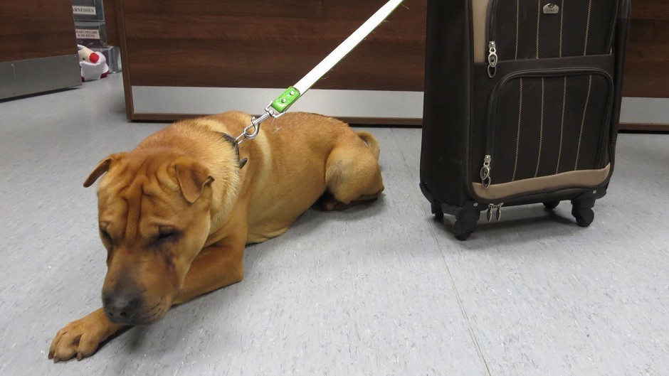 Kai was found abandoned at Ayr railway station with a suitcase of his belongings (Scottish SPCA/PA Wire)