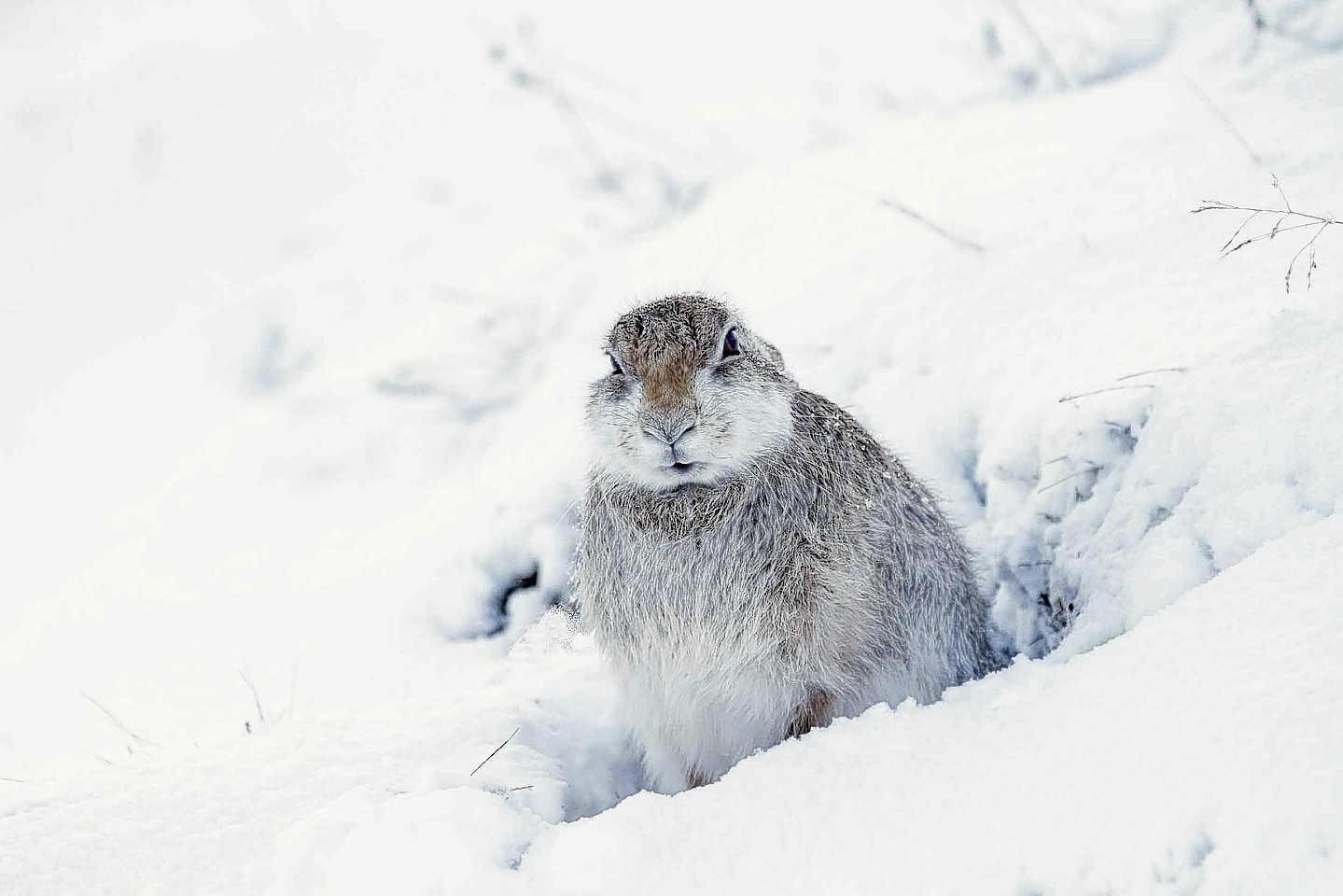 The mountain hare braves the chill