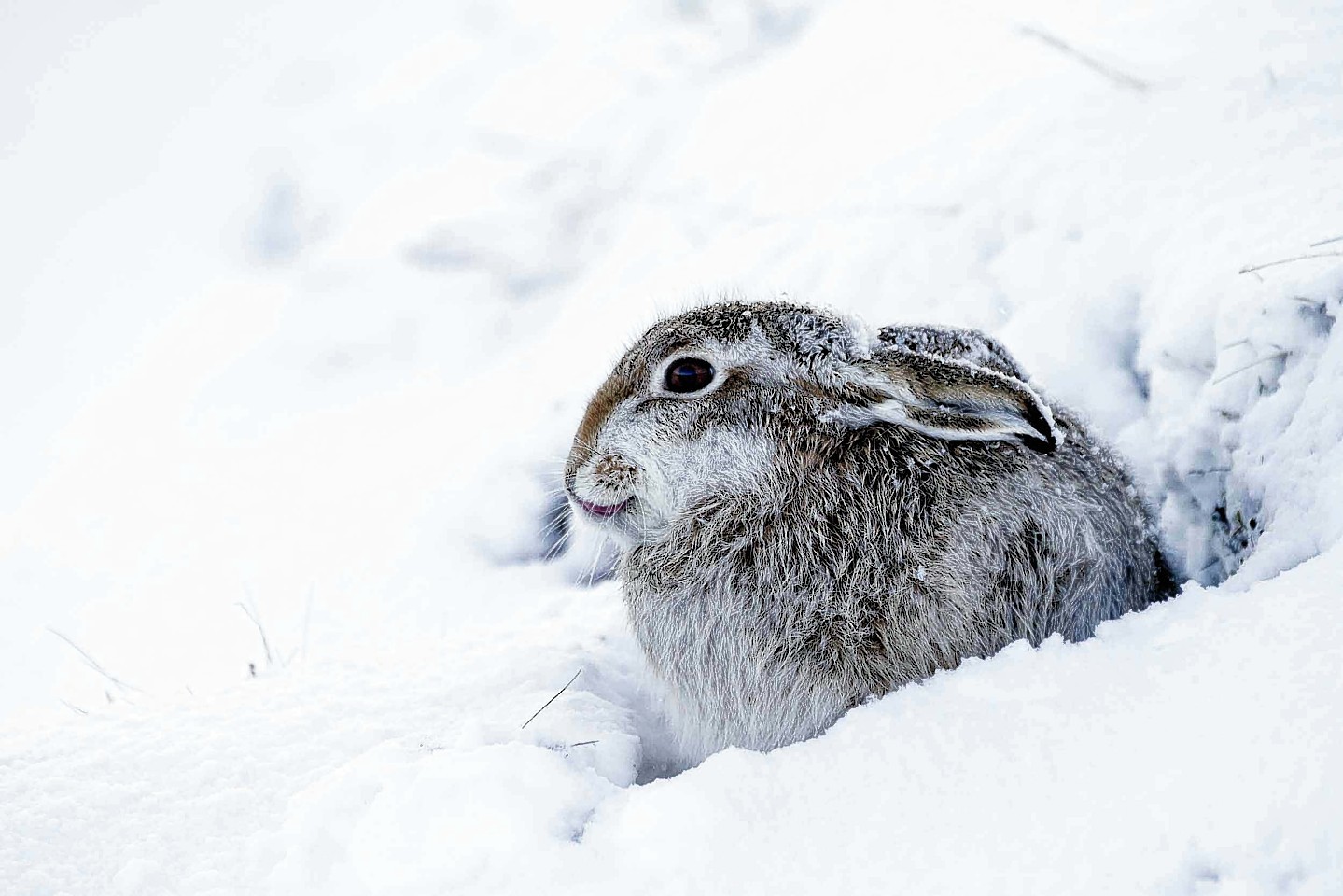 The mountain hare braves the chill