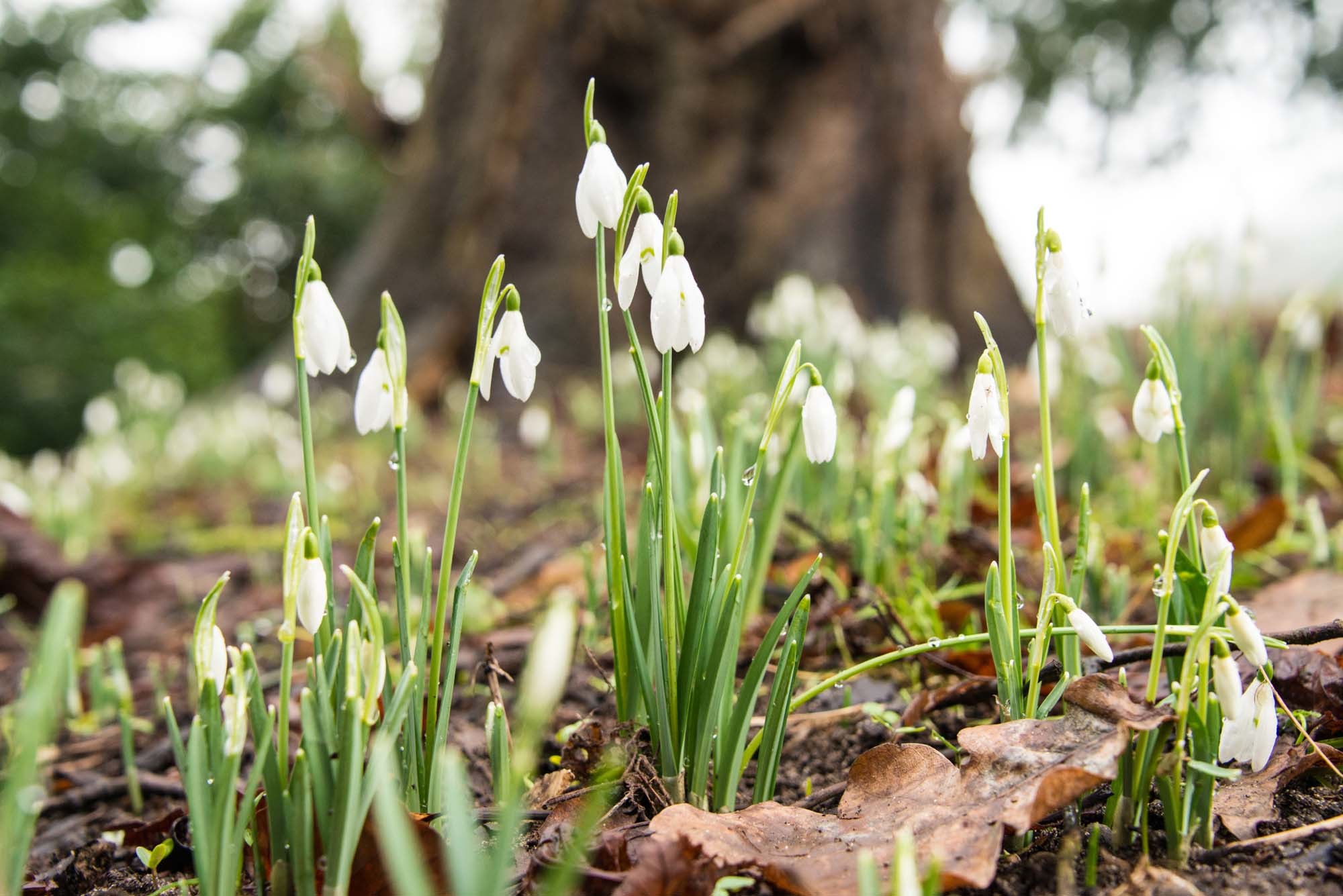 Snowdrops like these will be displayed