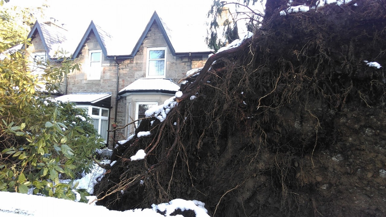 The fallen tree in Inverness