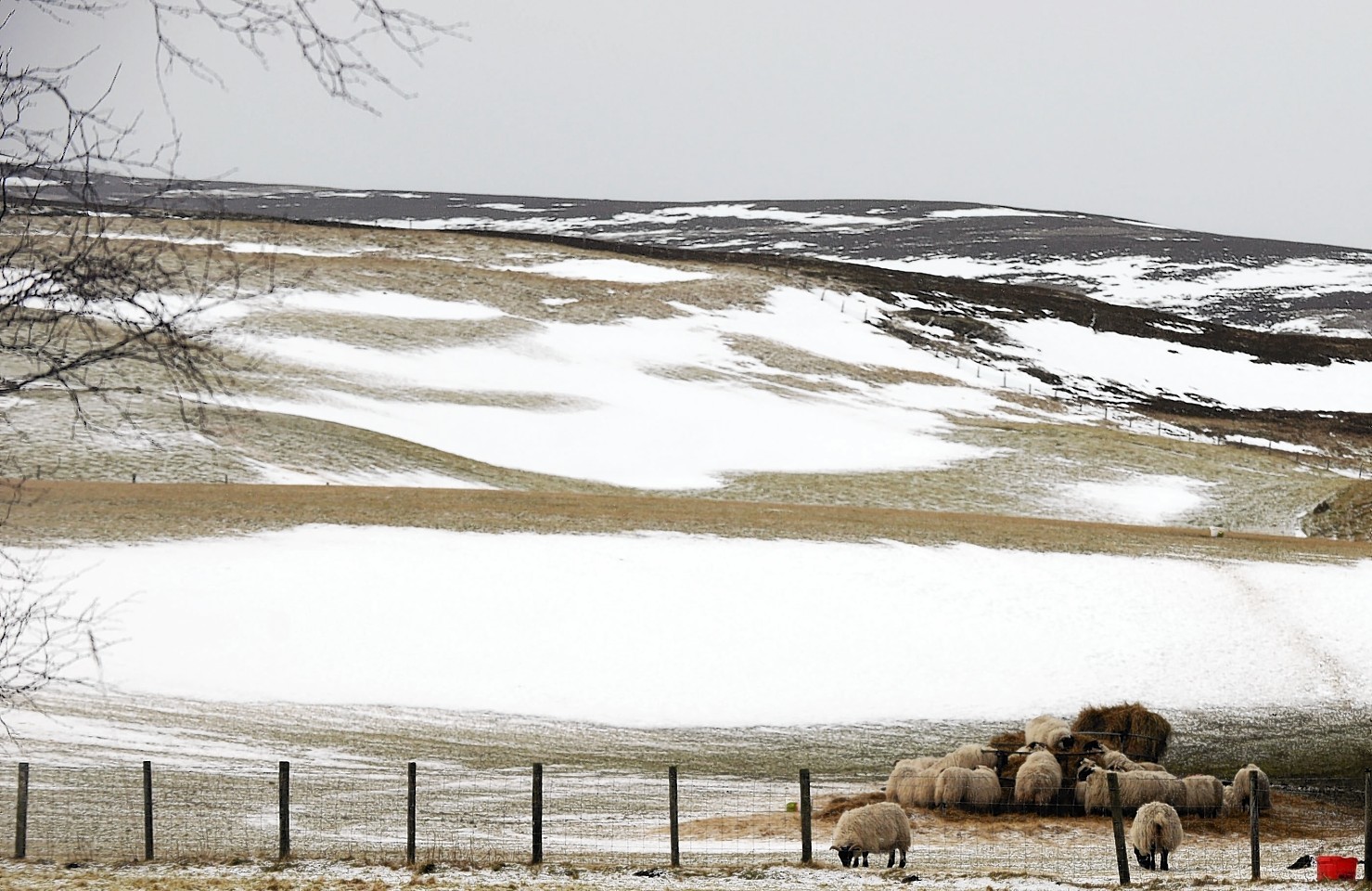 White field in Aberdeenshire 