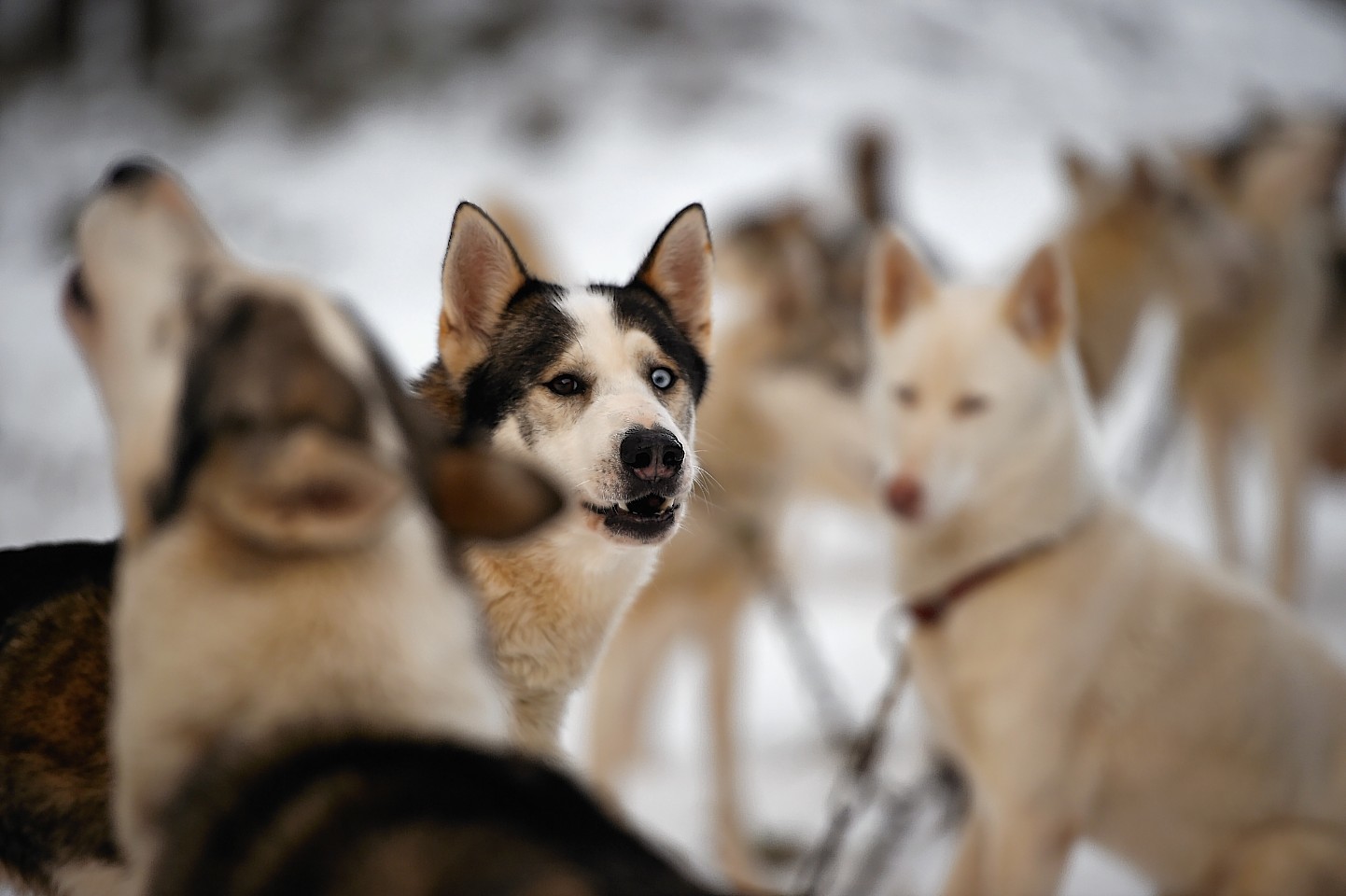 Huskies prepare for a sled rally in the Highlands this weekend