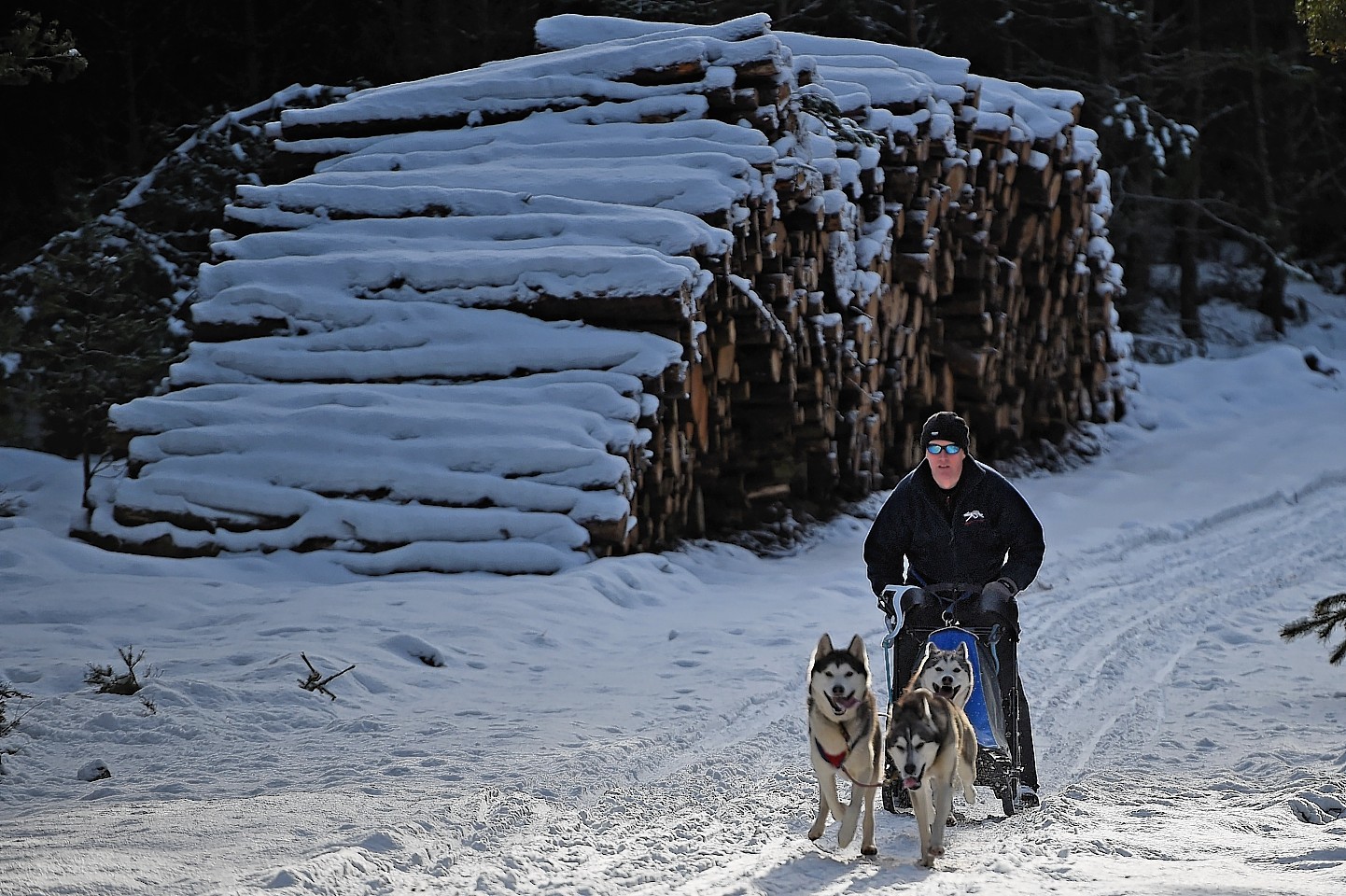 aviemore-sled-dog-rally-12.jpg