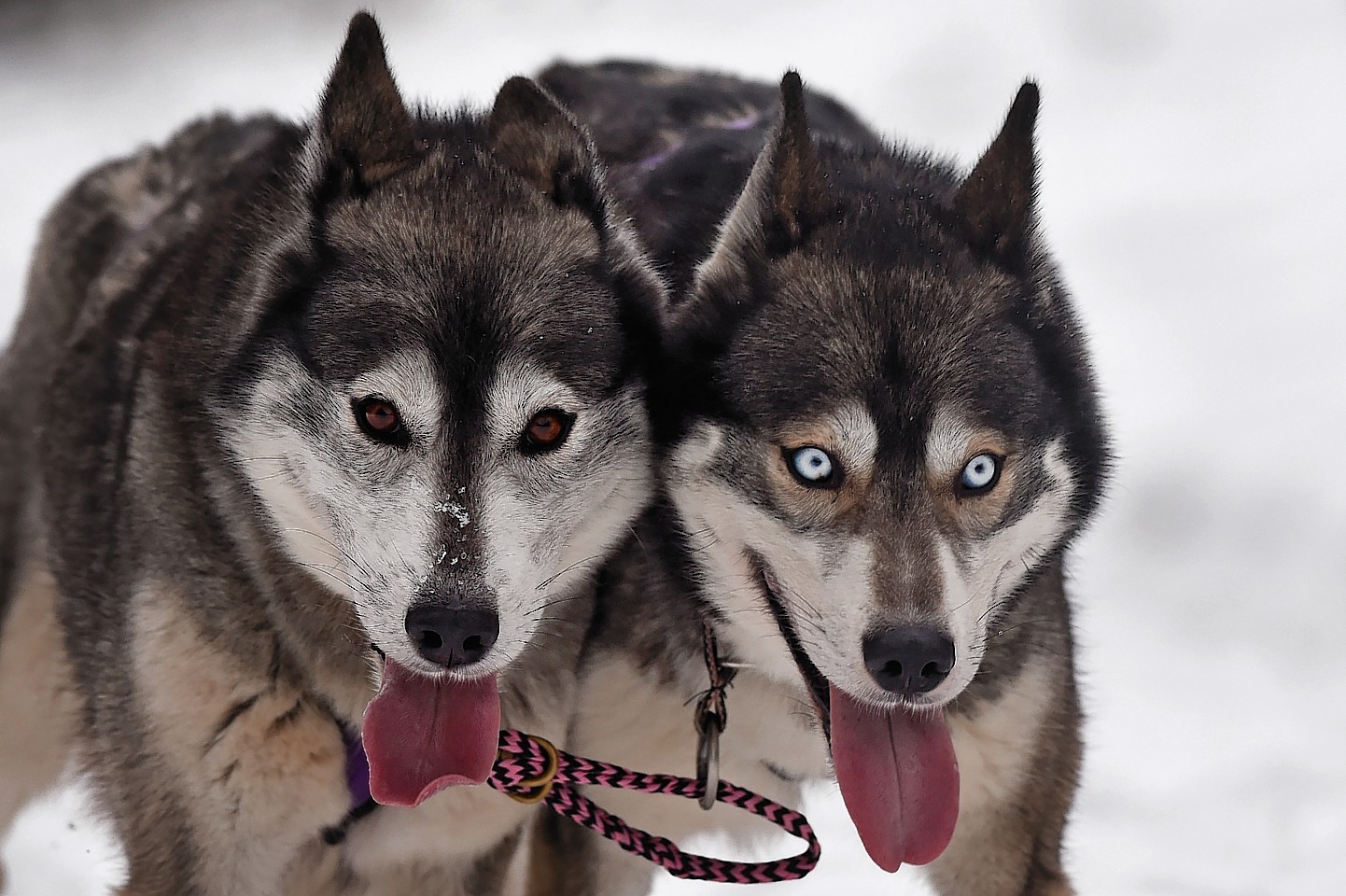 aviemore-sled-dog-rally-2.jpg