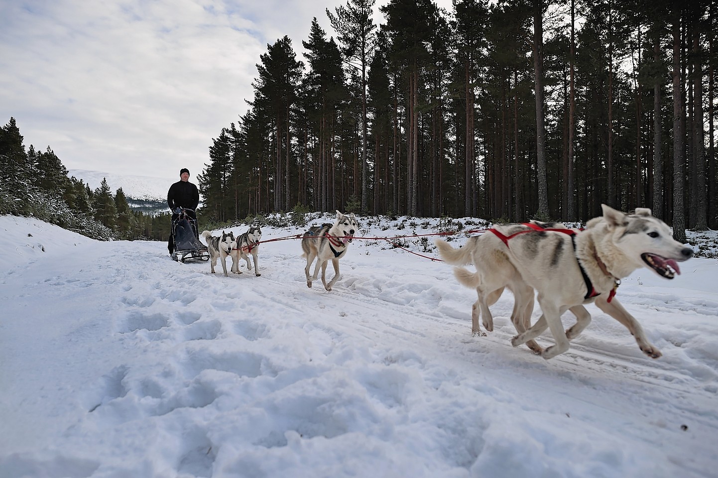 aviemore-sled-dog-rally-4.jpg