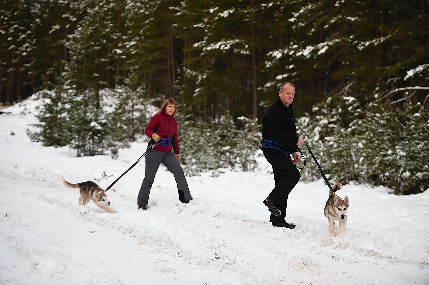 aviemore-sled-dog-rally-9.jpg