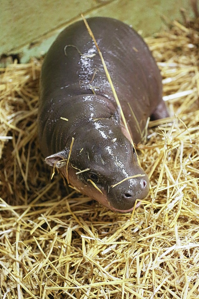 baby hippo 