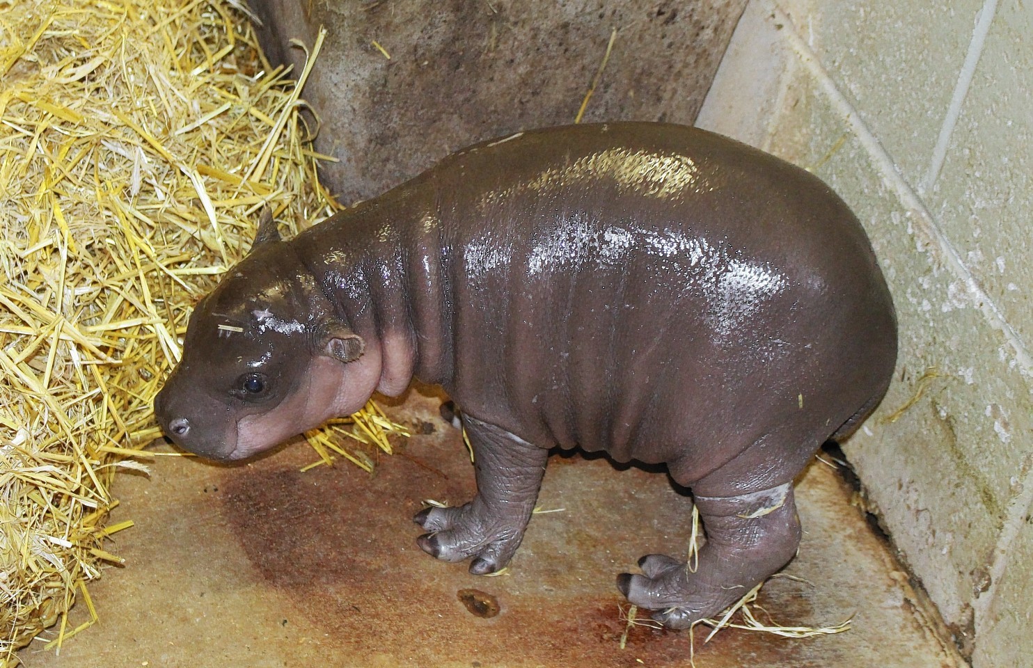 baby hippo