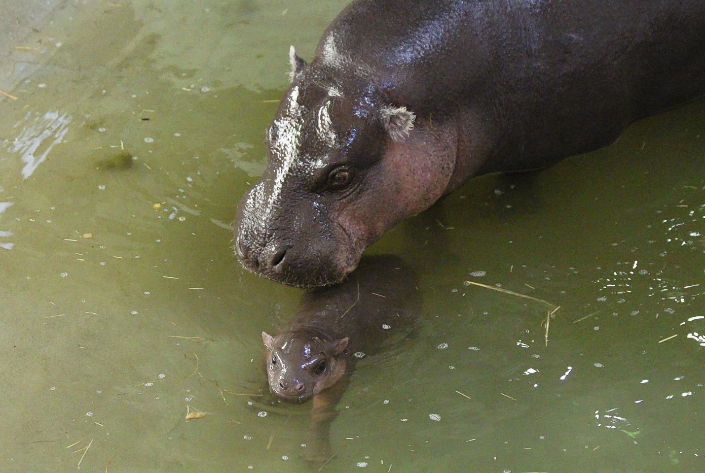 baby hippo