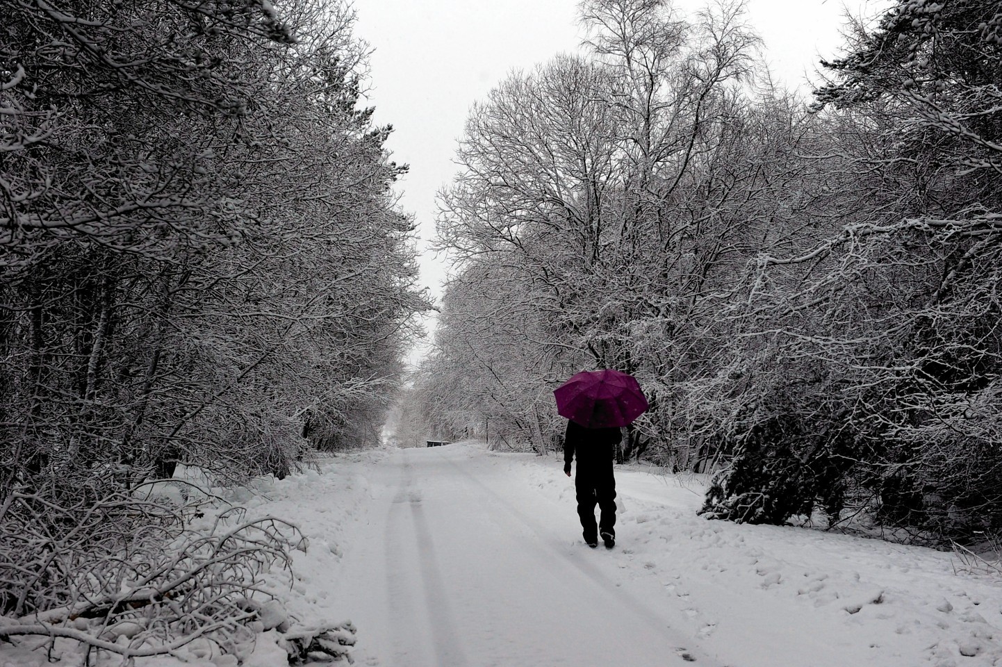 A snowy in walk in Blair Atholl 