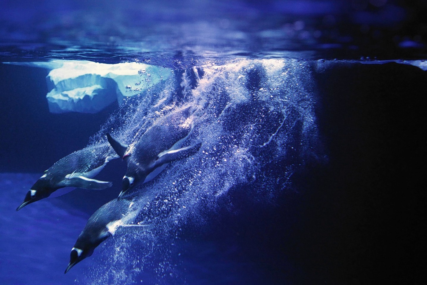 diving-penguin.jpg