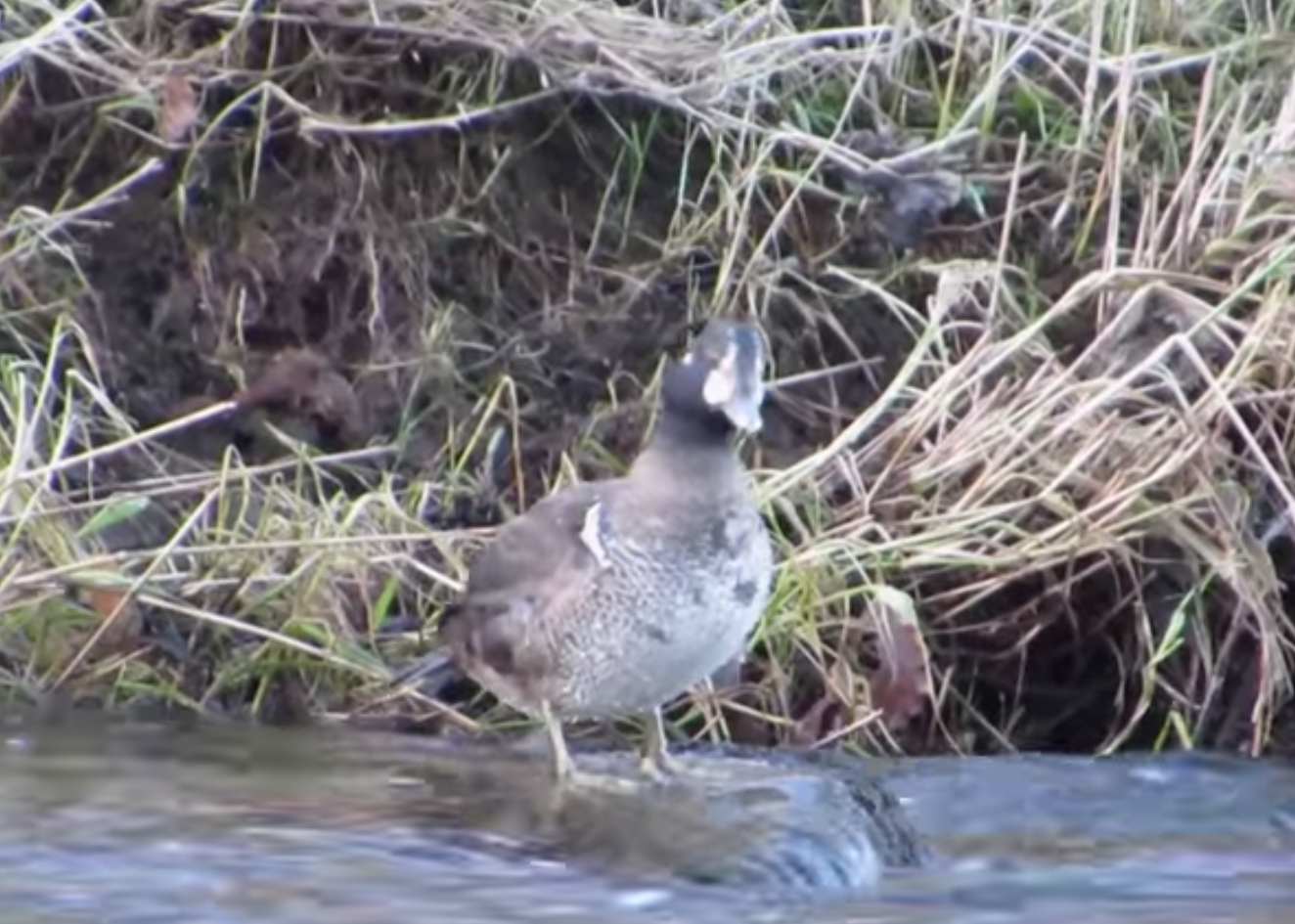 Glimpses of the rare duck have been captured on video