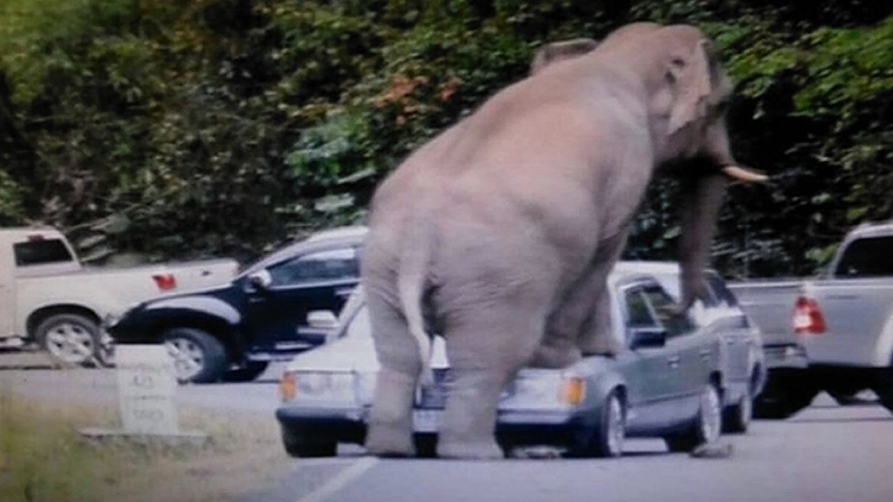 An elephant crushed a car in Thailand at the weekend