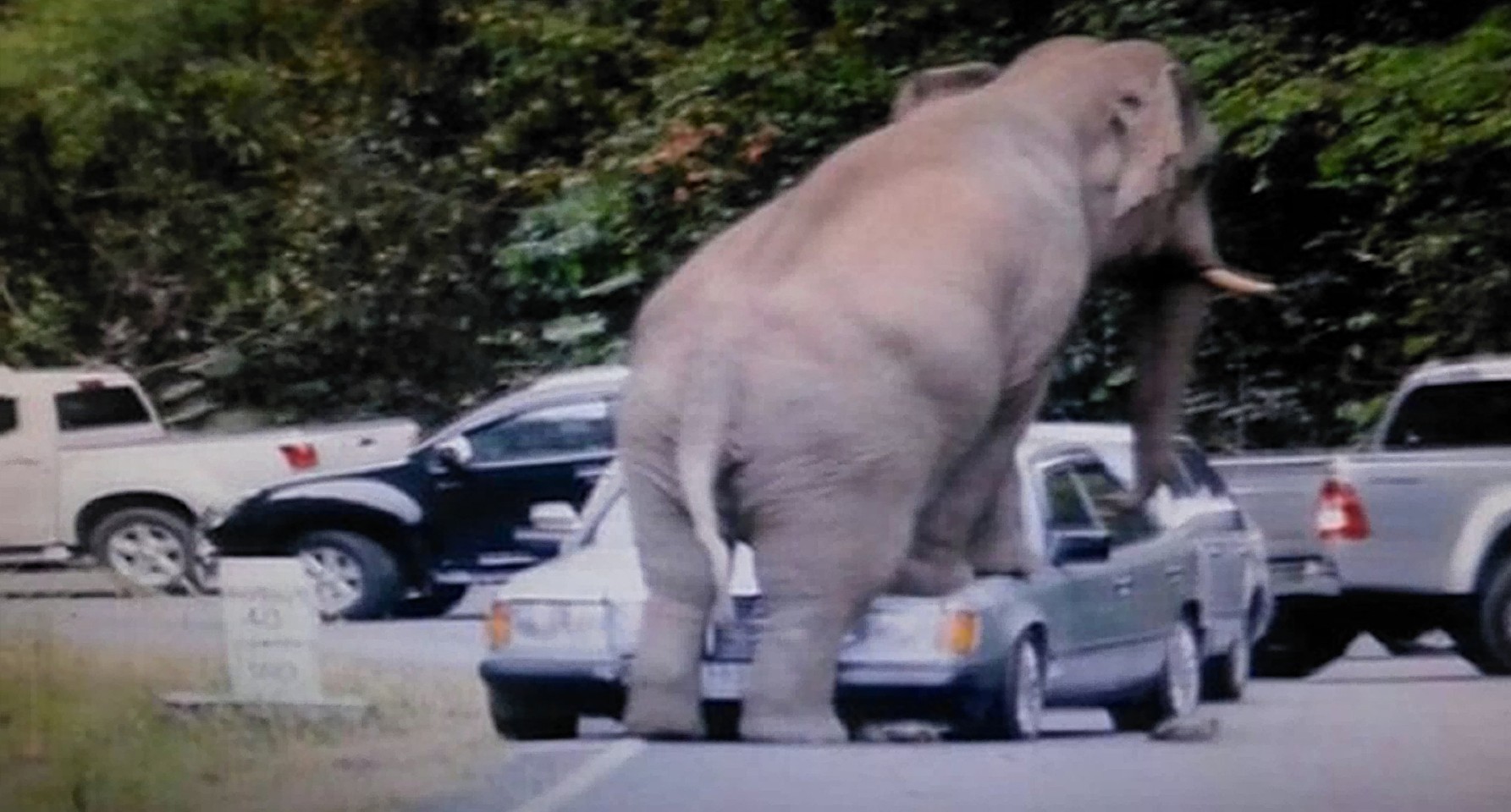 An elephant crushed a car in Thailand at the weekend