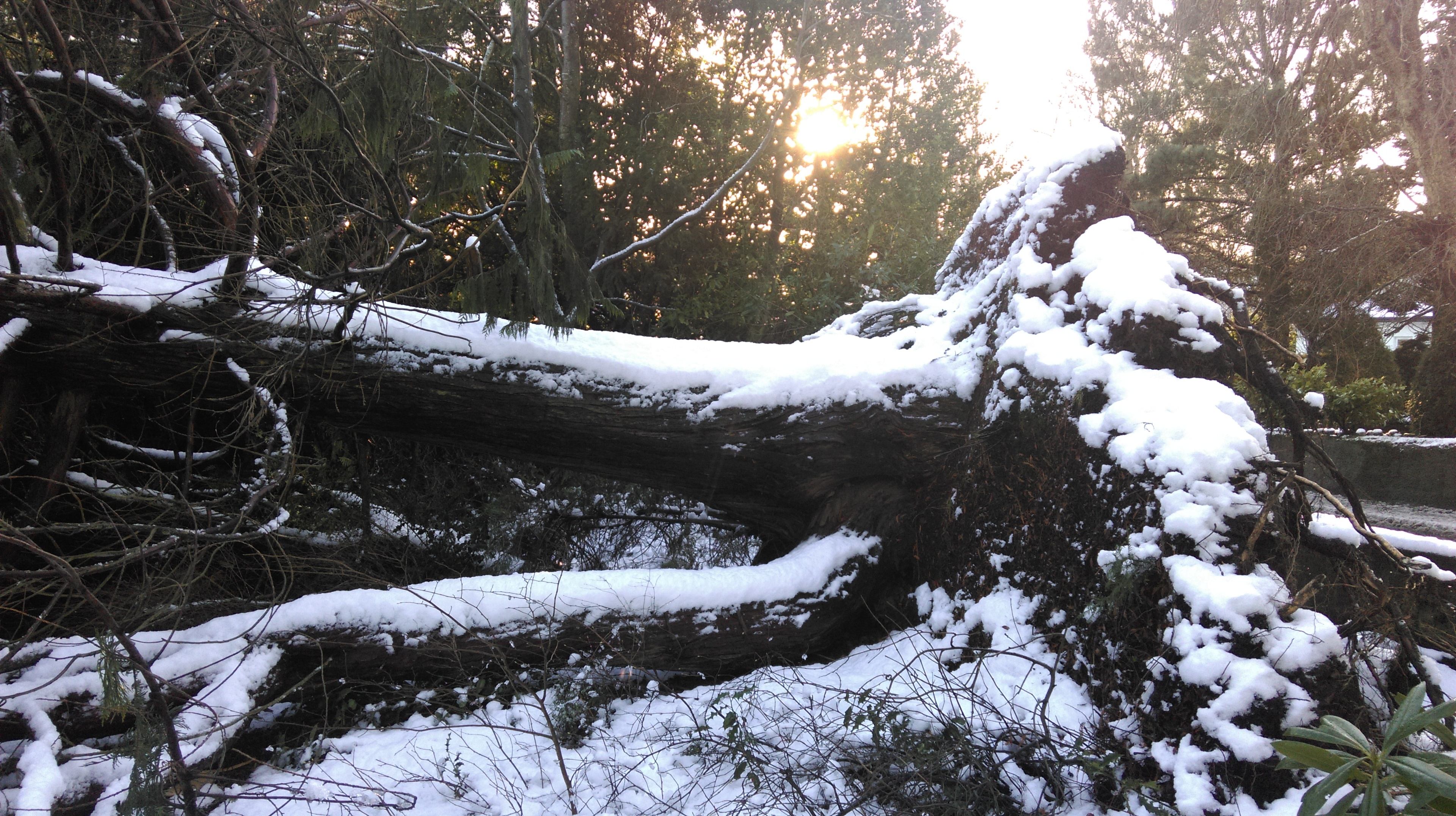 This huge tree fell within inches of a house in Inverness