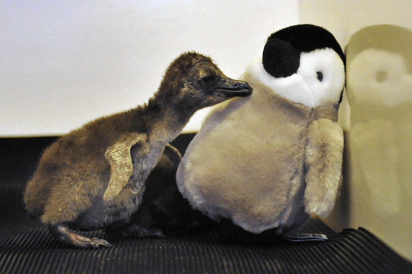 family-penguin.jpg