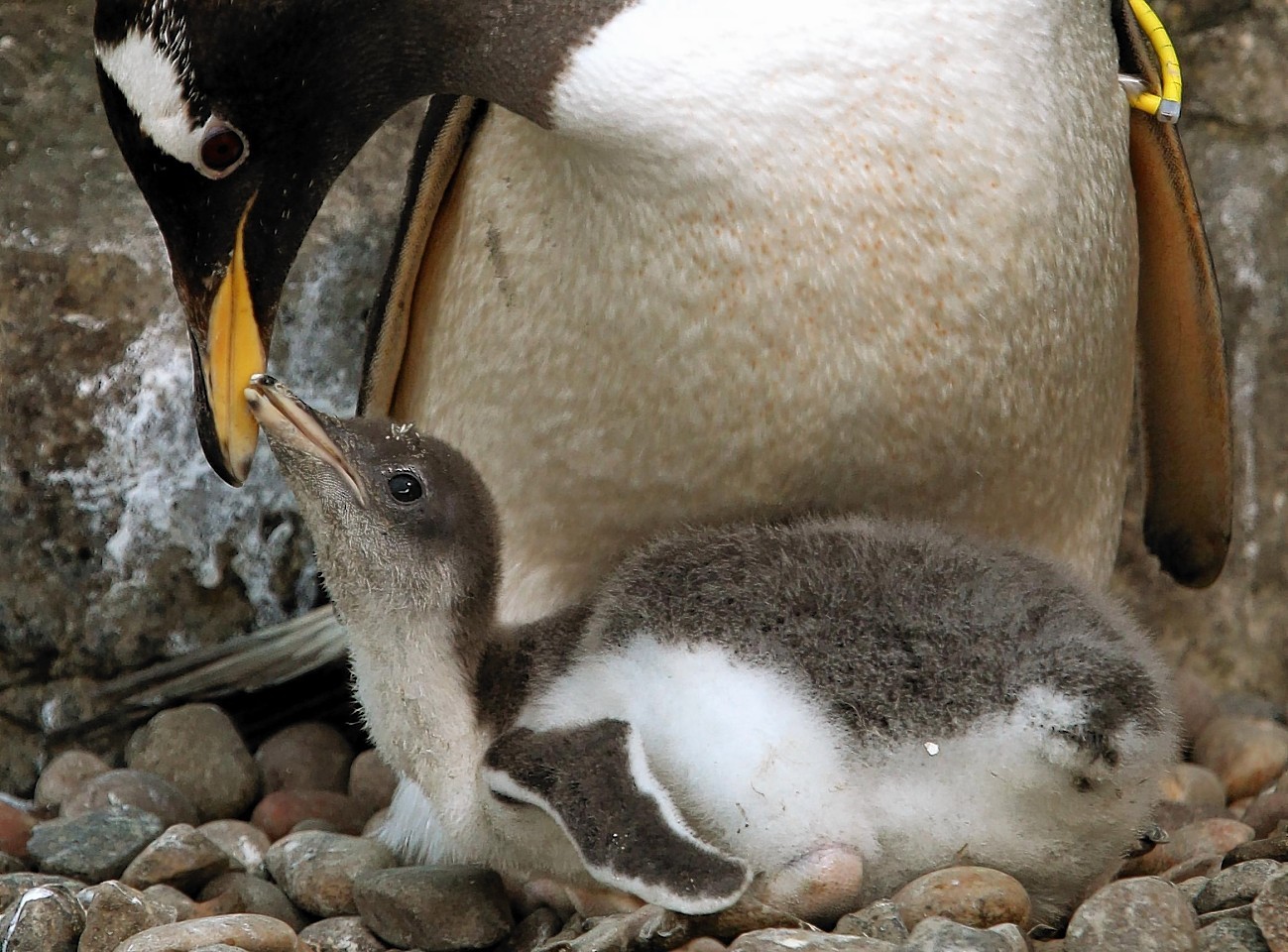 penguin-parents.jpg