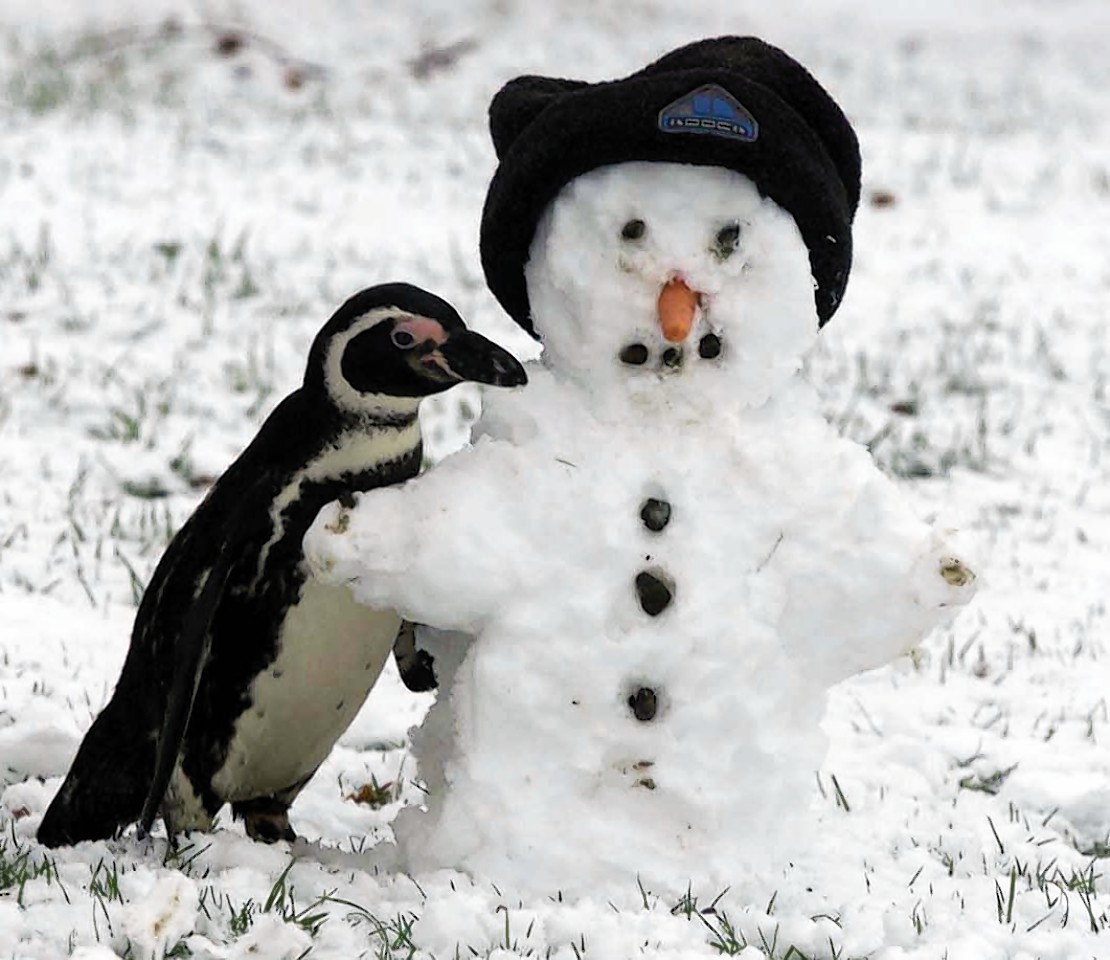 penguin-snow-man.jpg