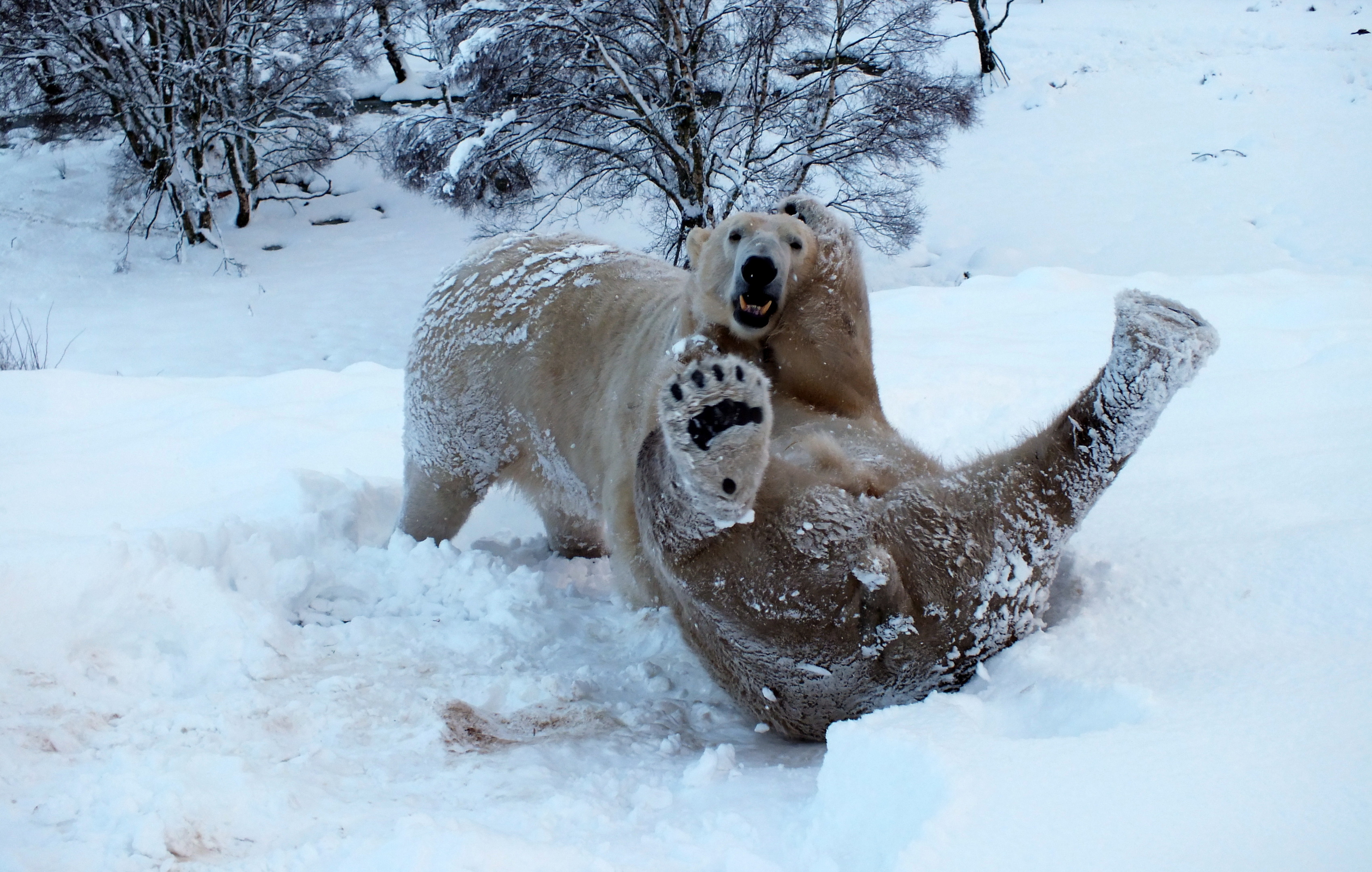 Arktos and Walker wrestle in the snow