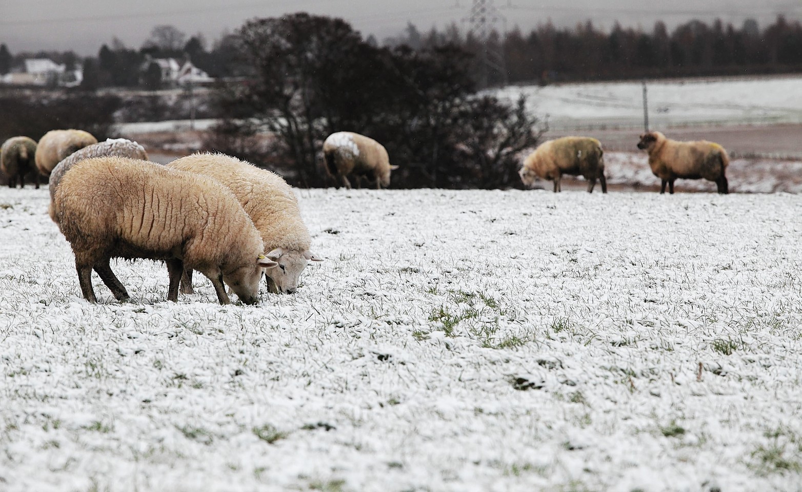 Snowy sheep in Perth 